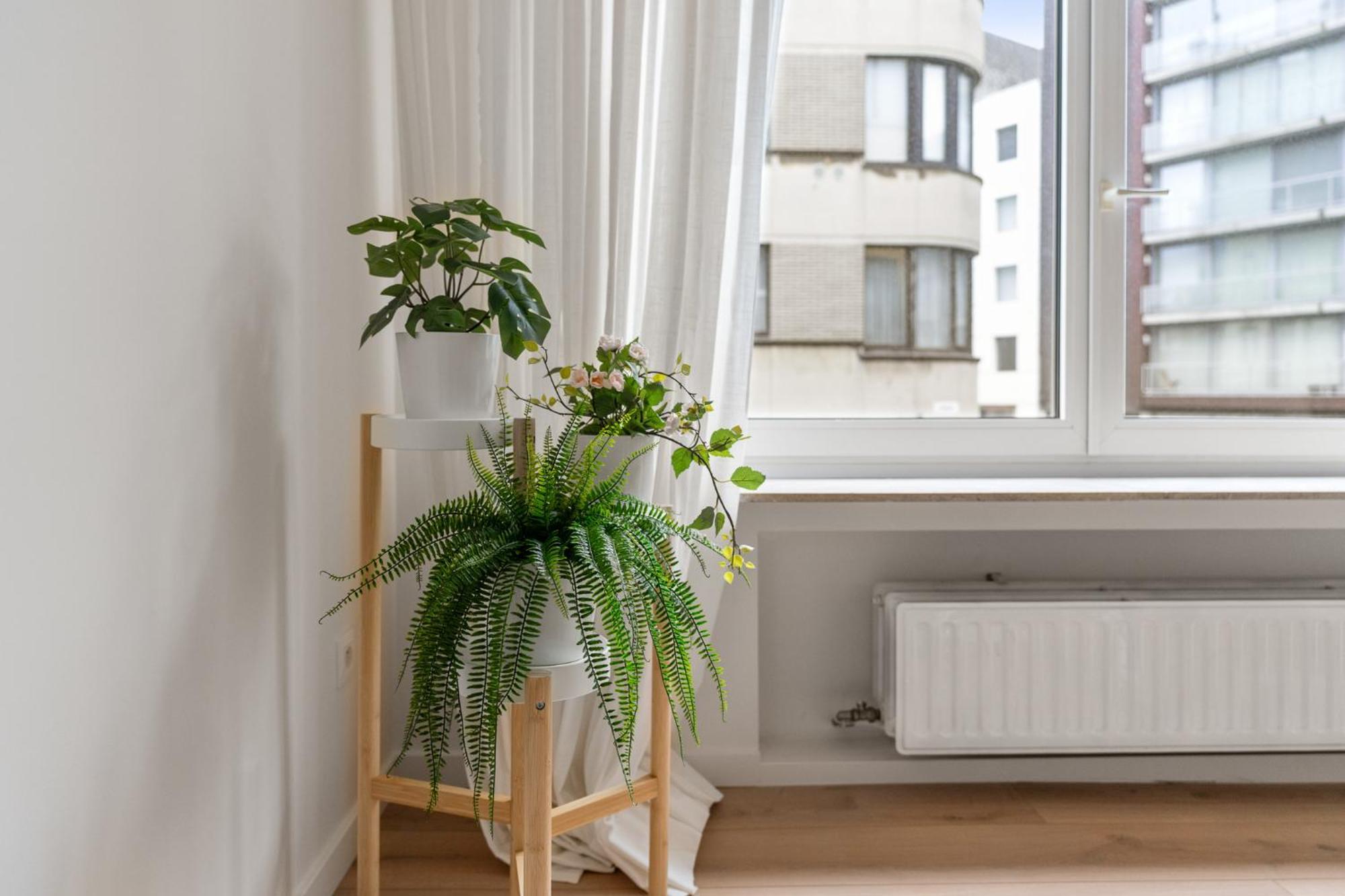 Petite * Ostende